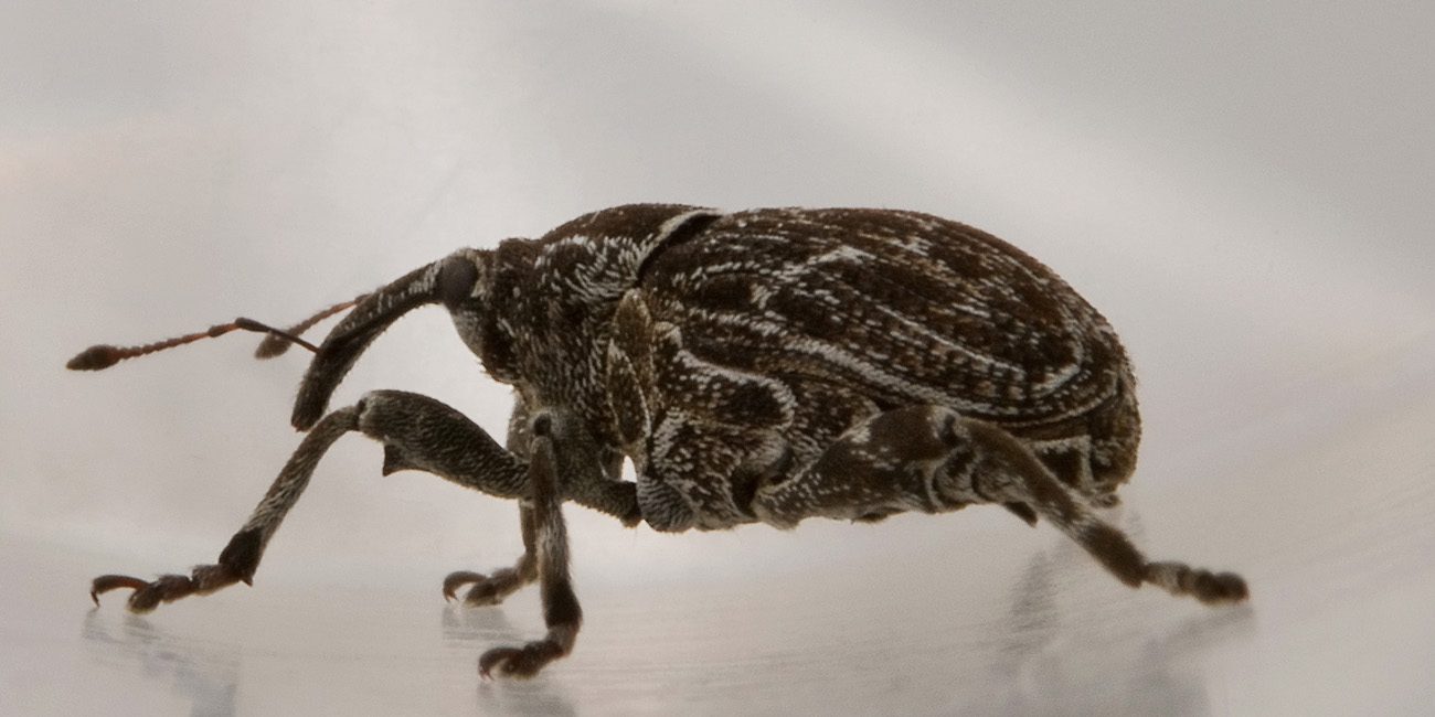 Curculionidae: Mogulones geographicus